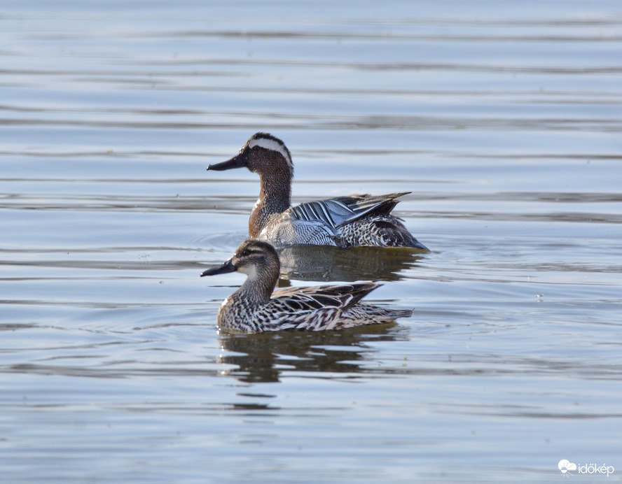 Párban a böjti récék