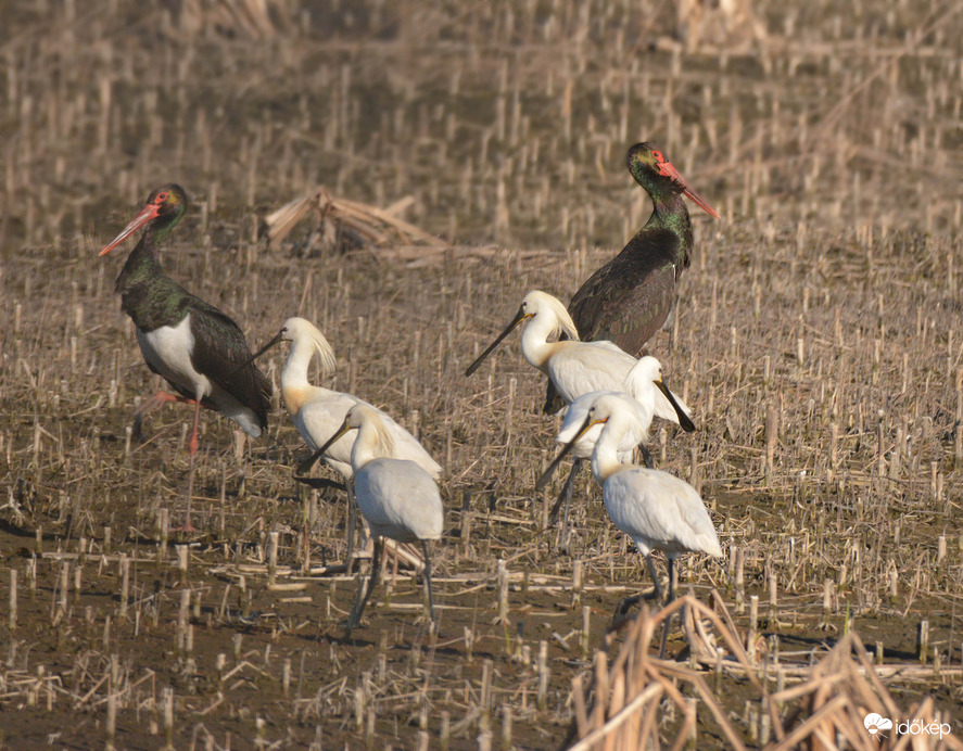 Délutáni találkozás