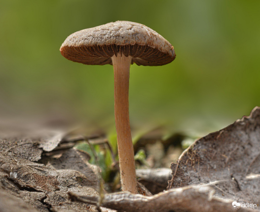 Kicsiként is óriási