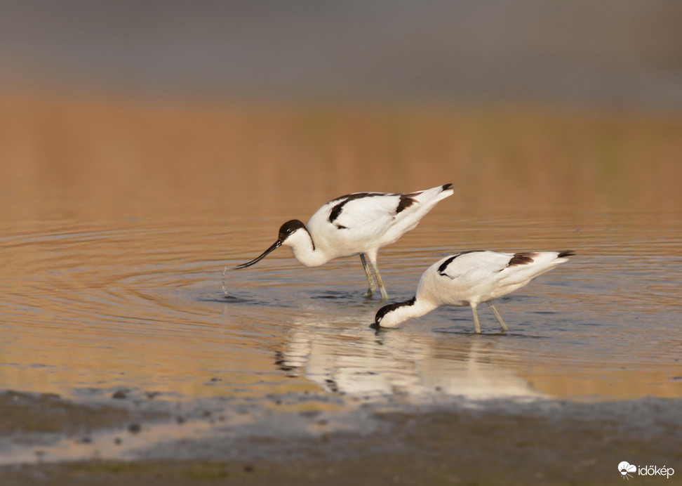 Keresgélő gulipánok