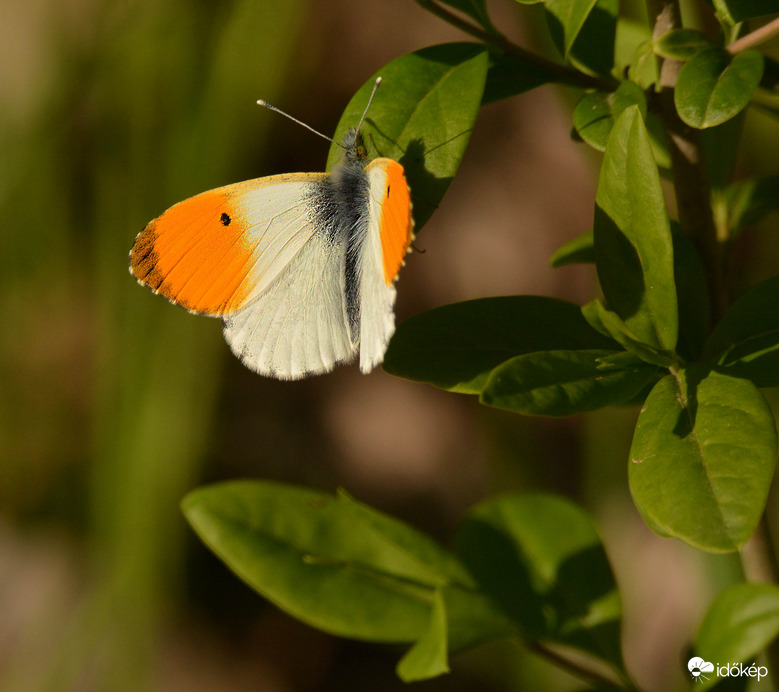 Megpihenő hajnalpírlepke