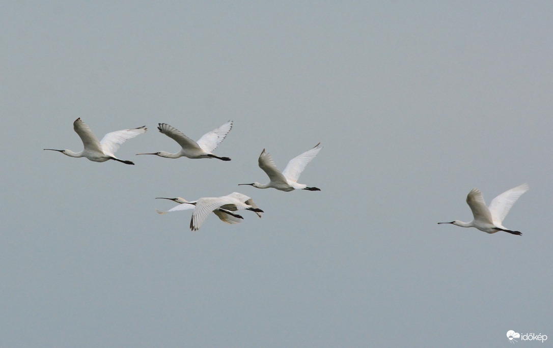 Vonuló kanalasgémek