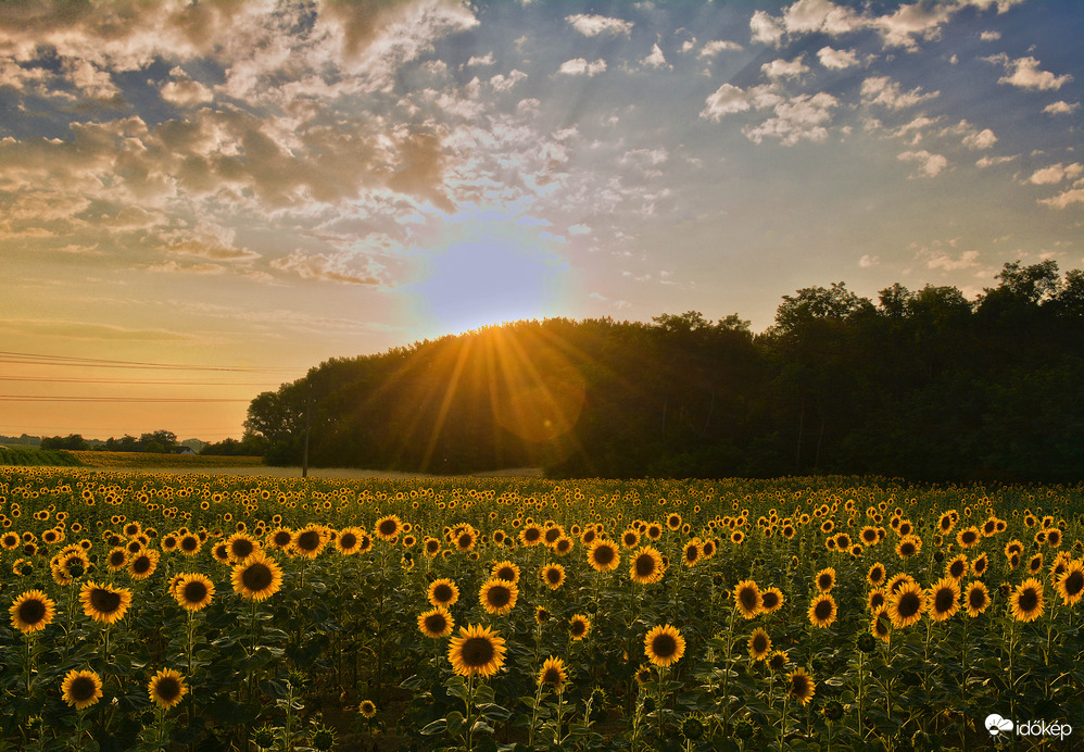 Ragyogó napraforgók