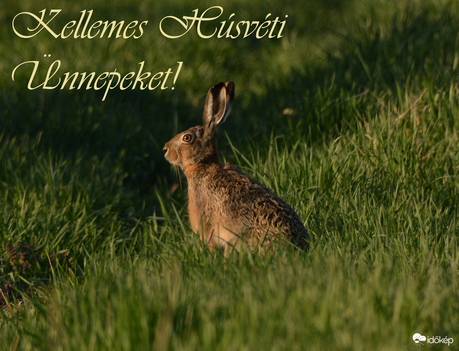 Kellemes húsvéti ünnepeket kívánok Mindenkinek!