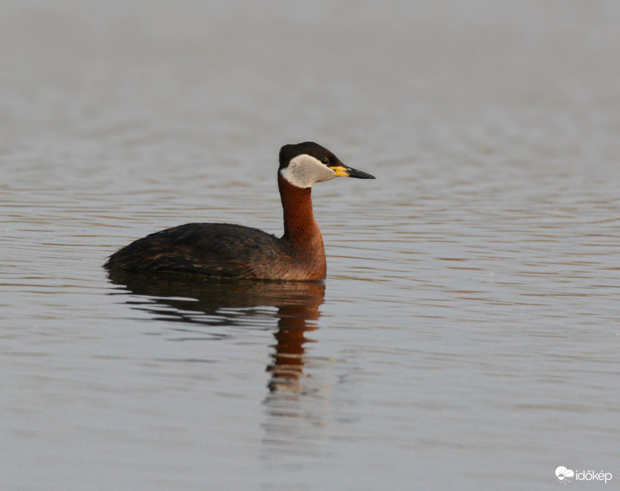 Vörösnyakú vöcsök