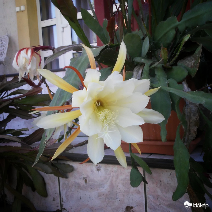 Levélkaktusz virága