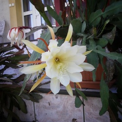 Levélkaktusz virága