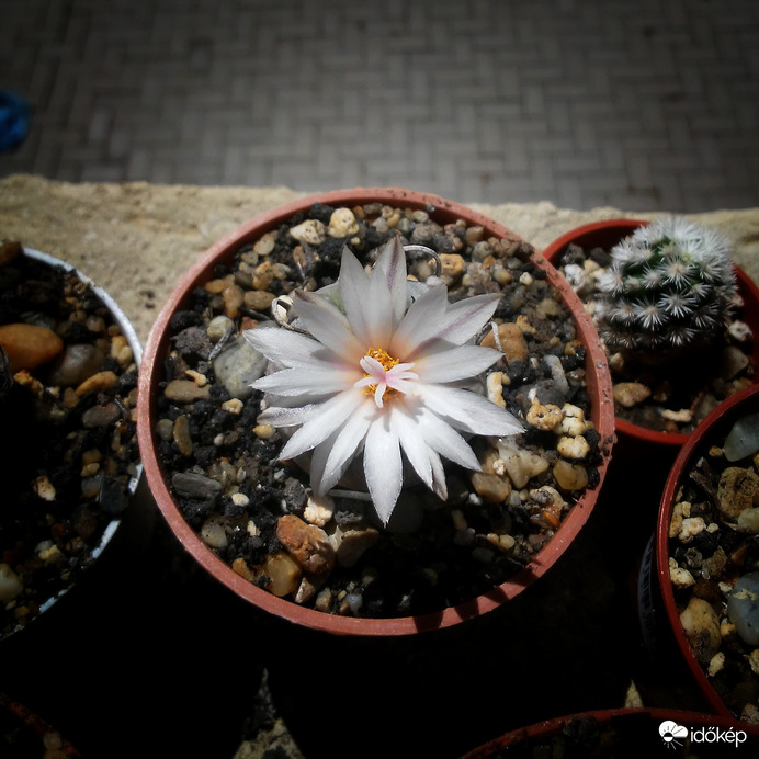 Kaktusz virágzás 1.