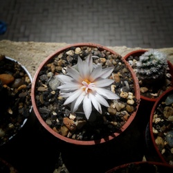 Kaktusz virágzás 1.