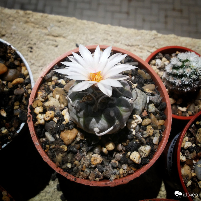 Kaktusz virágzás 2.