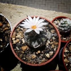 Kaktusz virágzás 2.