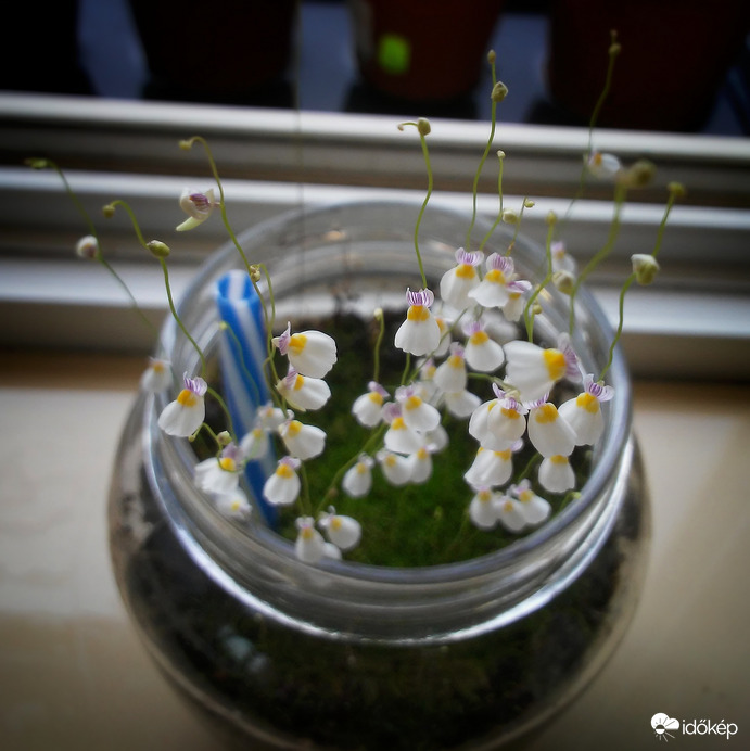 Utricularia parthenopipes jól érzi magát a jó időben