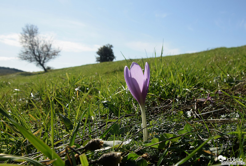 Őszi Kikerics.