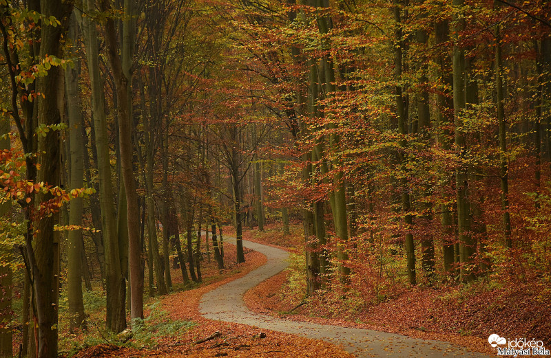 Csókásra Vezető Út.