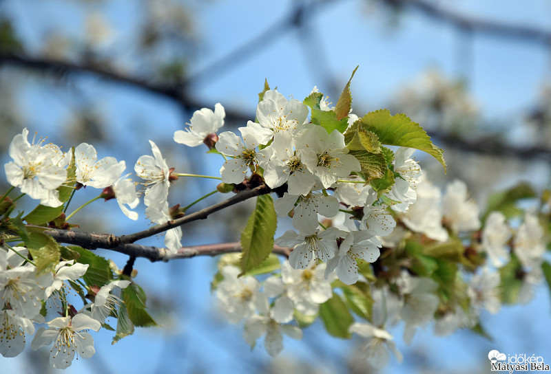 Cseresznye Virágzása.