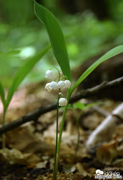 Gyöngyvirág.