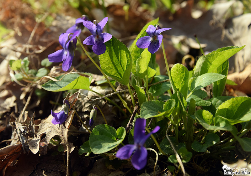 Ibolyák.