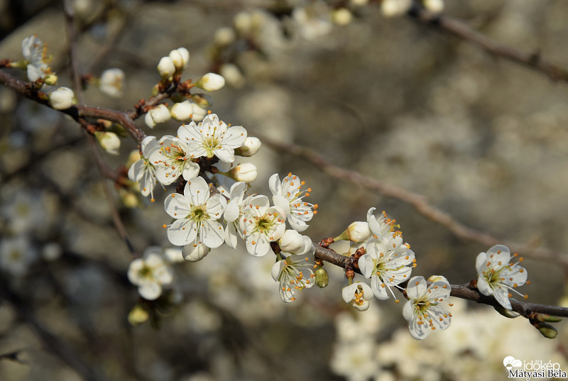 Kökény Virágzása.