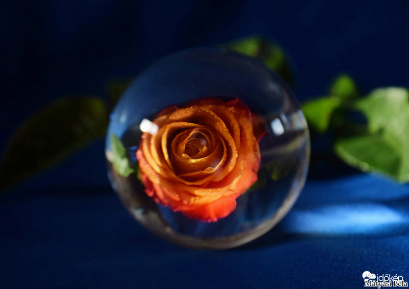 Lensball - Rózsa.