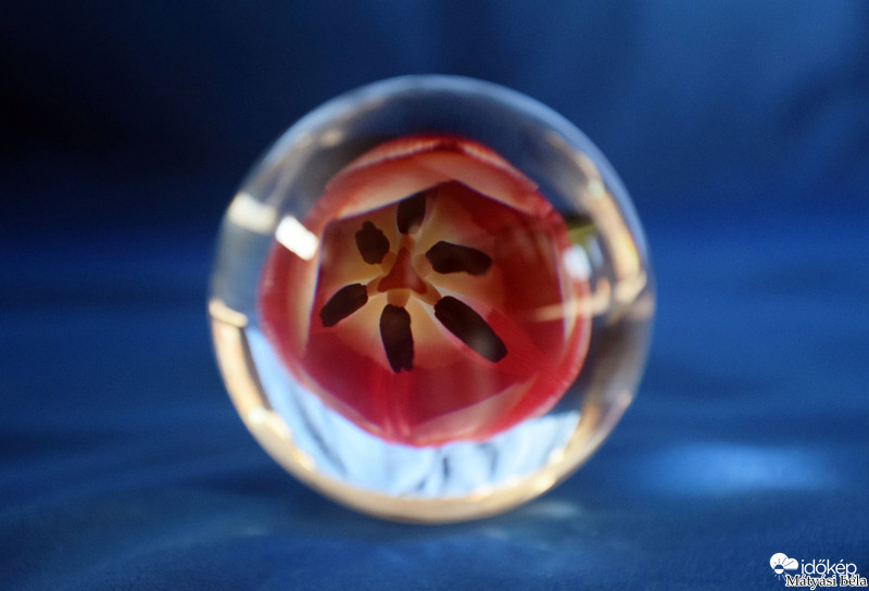 Lensball - Tulipán.