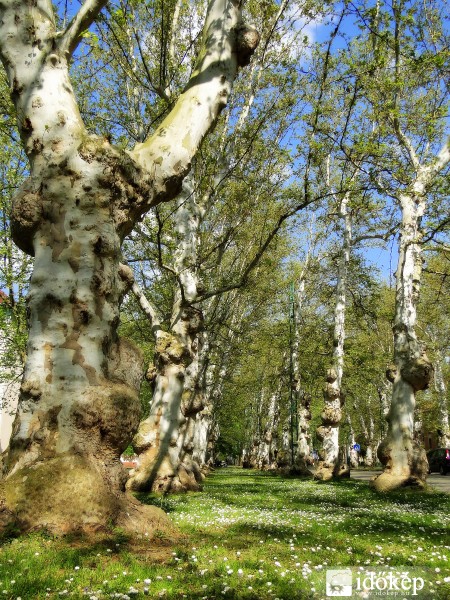 Félegyházi platánsor 