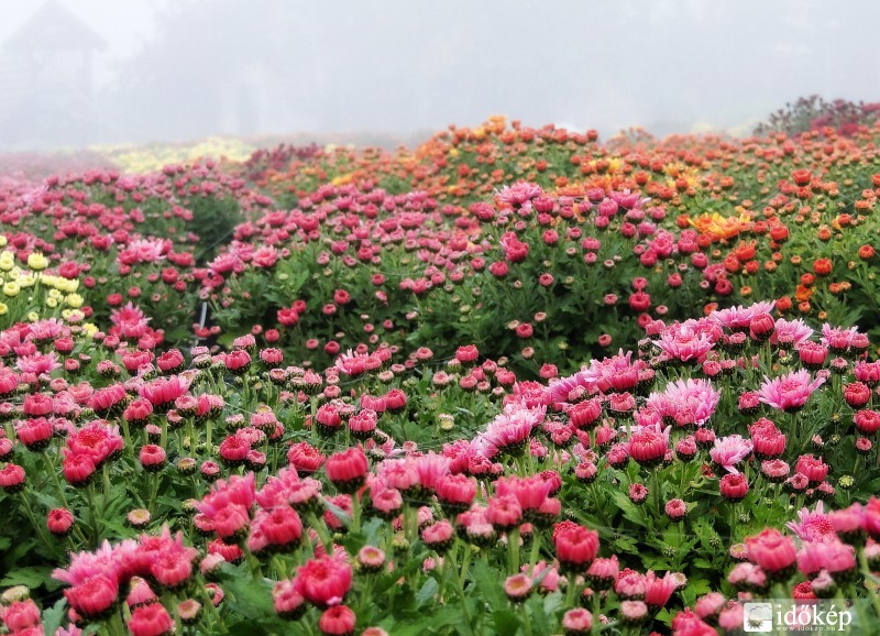 Őszi virág a ködben!