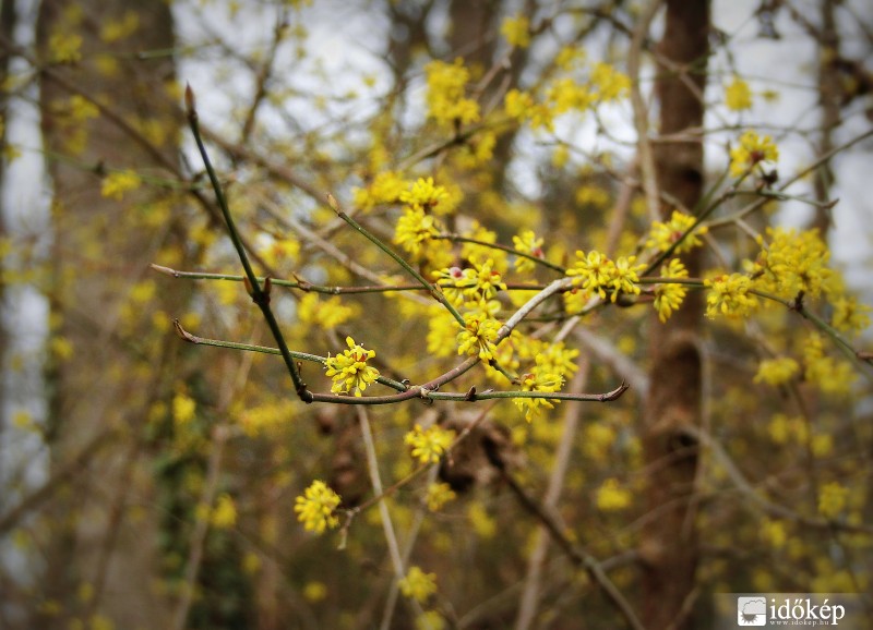 Tavaszodik :)