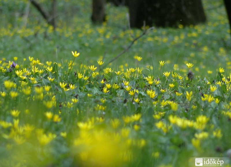 Végtelen gólyahírmező 