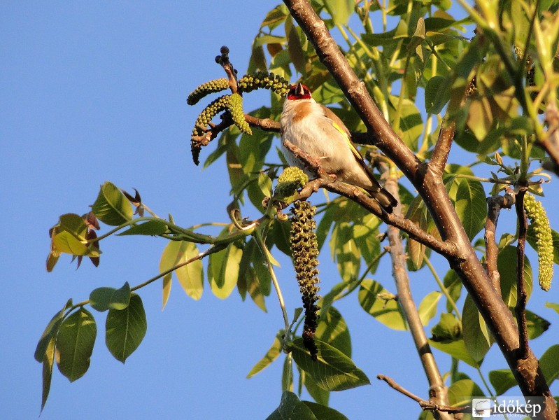 Tengelic reggeli éneke a diófán