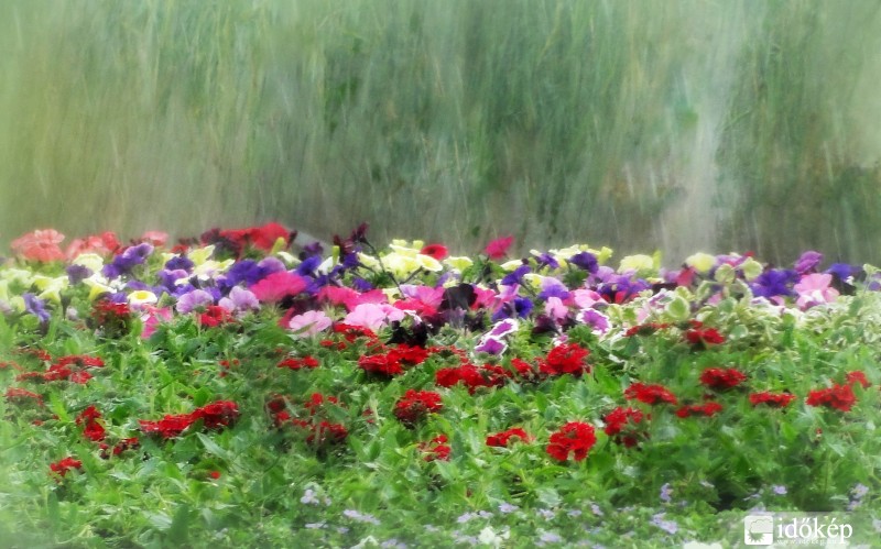 Reggeli felhőszakadás a kertben