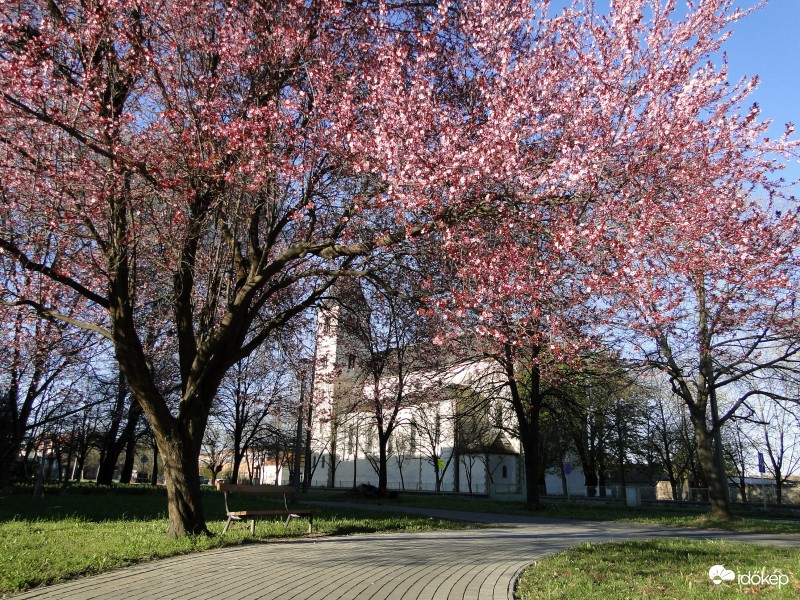 Kalocsa