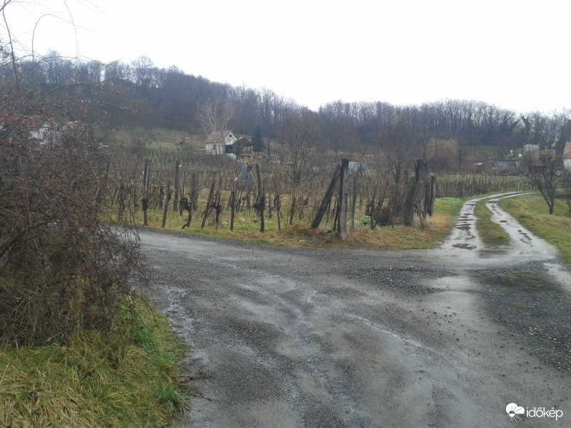 Zalahaláp
