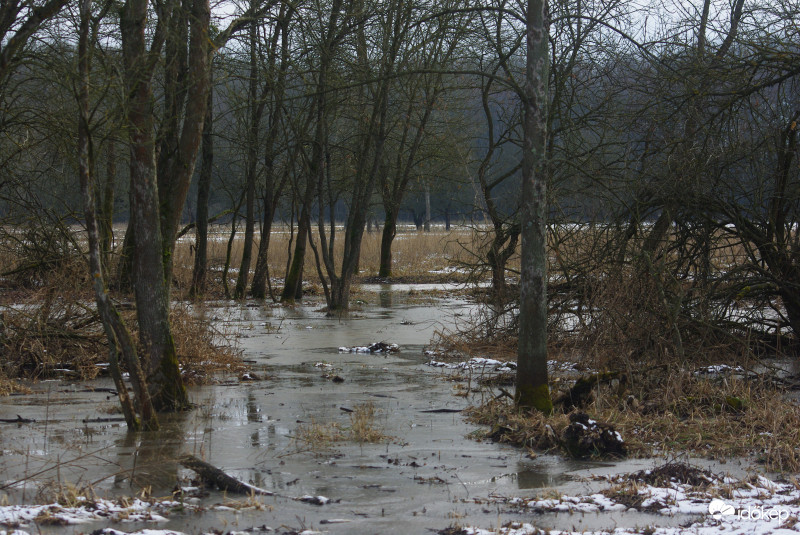 Bockereki-erdő