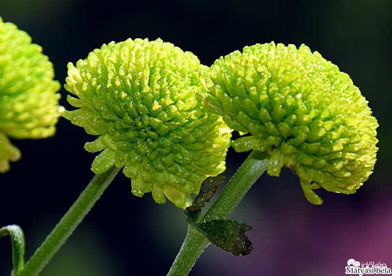 Szantini Krizantém I.
