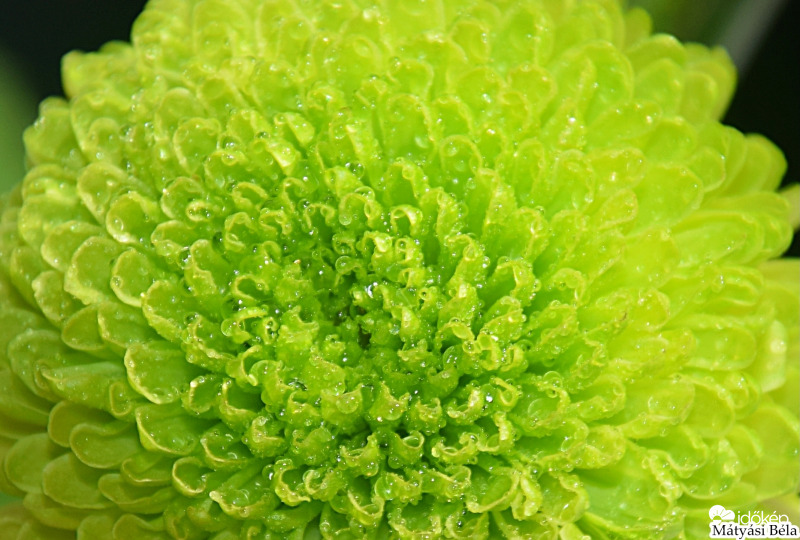 Szantini Krizantém II.