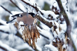 Süvöltő havas ágon