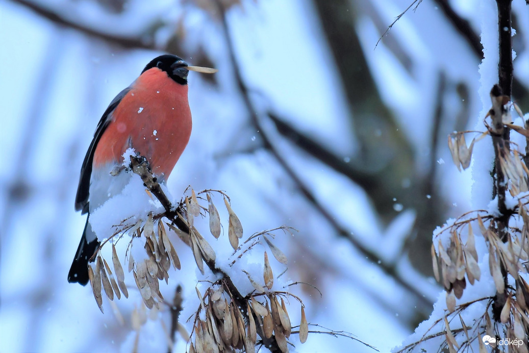 Süvöltő hószállingózásban 