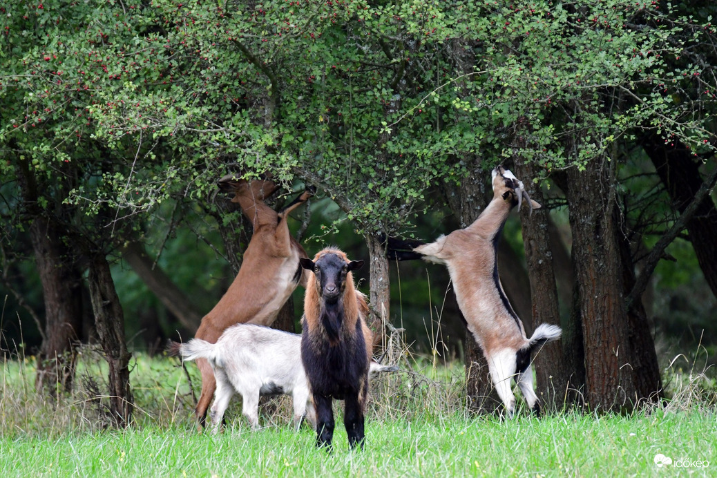 Szedjétek, én őrködöm... :D 