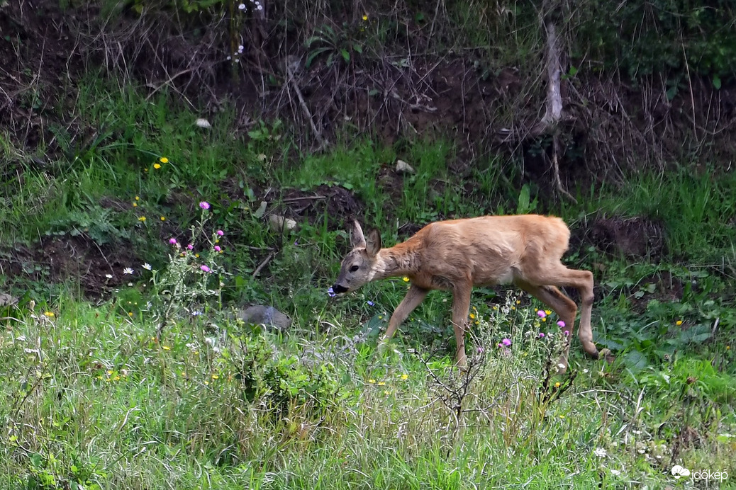 Gida az erdőszélen 