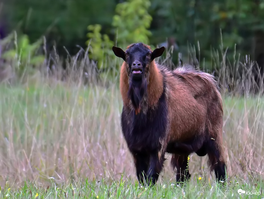 Öööö.. akarom mondani... 