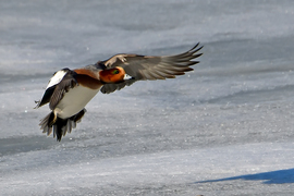 Jégre szálló angyal