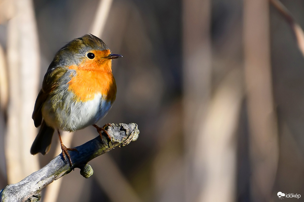 Jólfésült begyike :) 