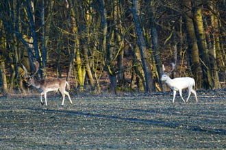 Dámok az erdő szélen 