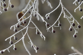 Fagyos a reggel, - 4 fok, Apajpuszta