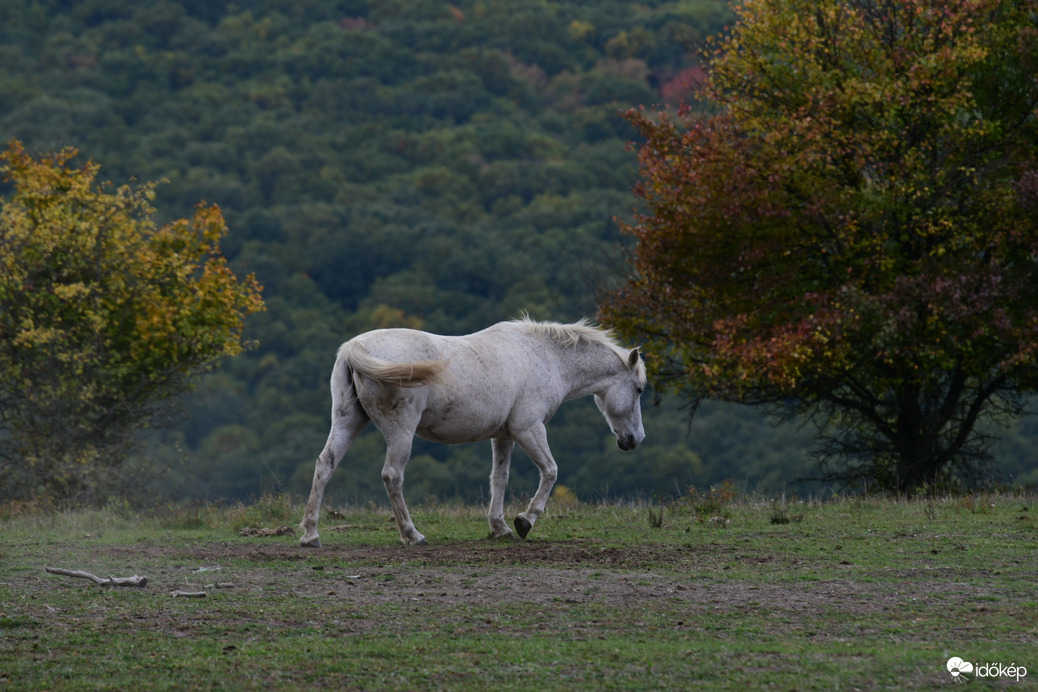 Őszi séta...