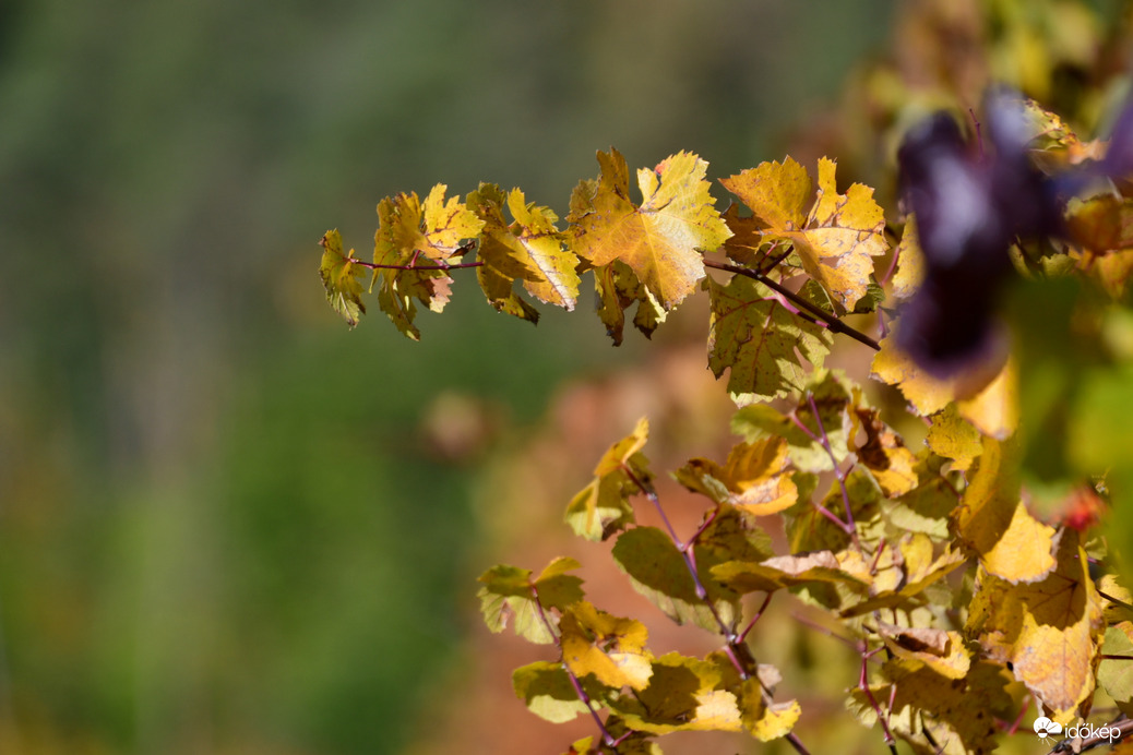 Aranysárga ősz