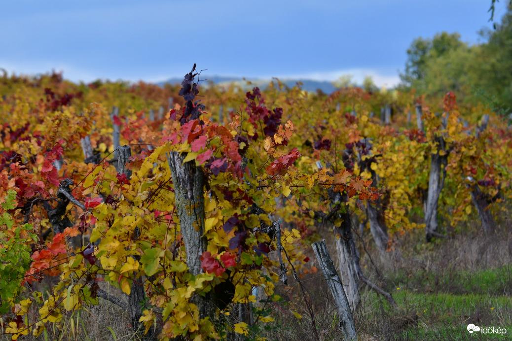 Sokszínű ősz a szőlőhegyen 