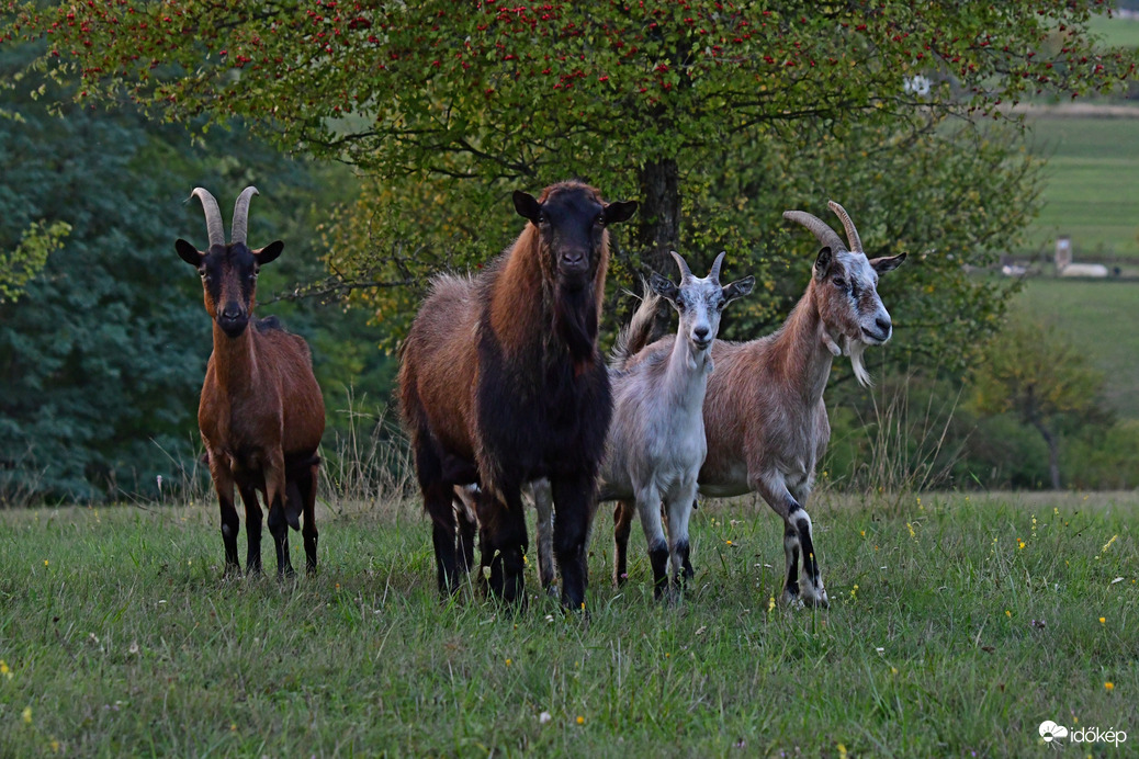 Erdőszéli zsiványok 