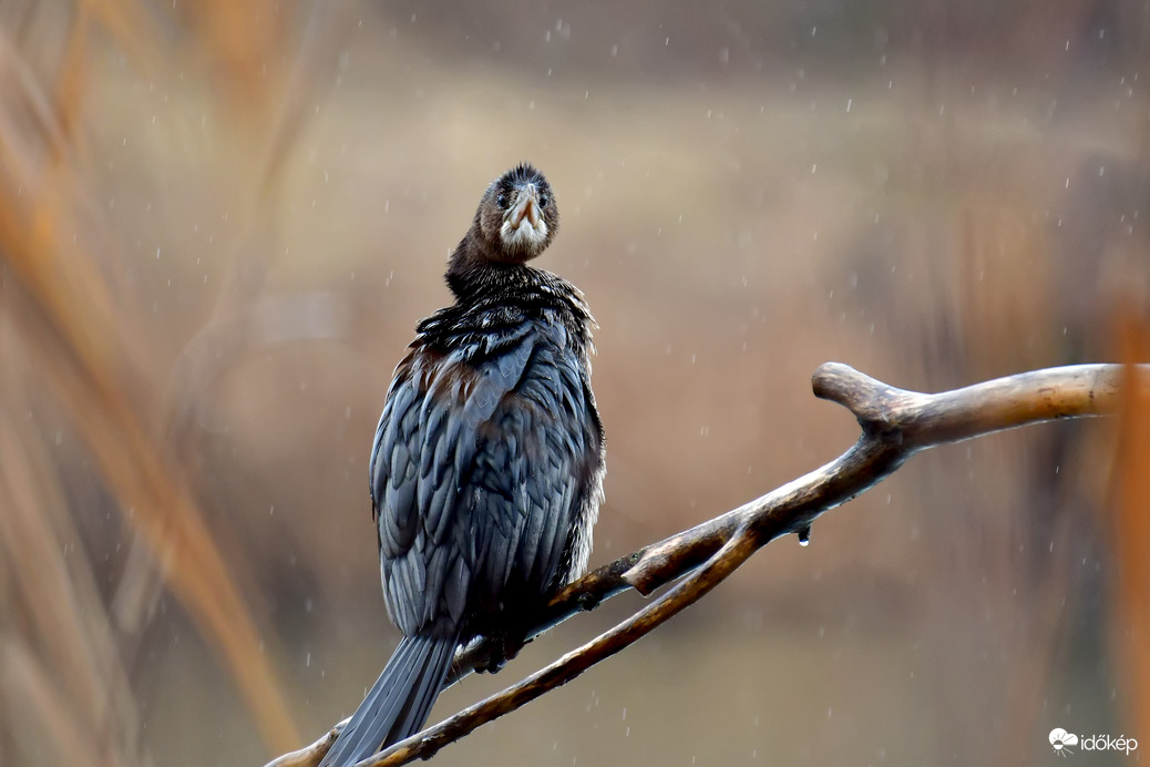 Elég már az esőből...- Tél végi hangulat