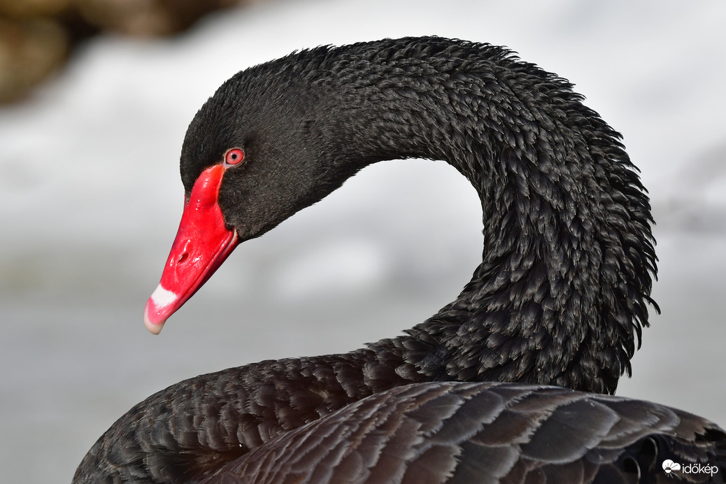 Fekete hattyú portré 